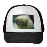 Spotted Moray Eel Hats
