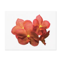 Spotted Orange Orchids postcards