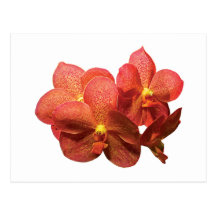 Spotted Orange Orchids Postcard