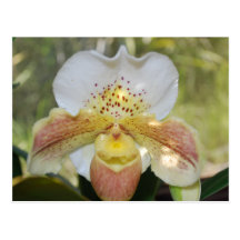 Spotted Orchid Postcard