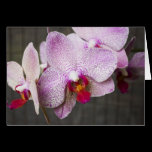 Spotted Orchids Card cards