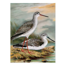 Spotted Redshank and Common Greenshank Post Cards