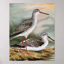 Spotted Redshank and Common Greenshank Posters