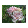 spotted rose postcard