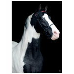 spotted horse, spotted walking horse, piebald,