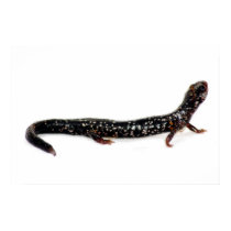 spotted salamander of North America print