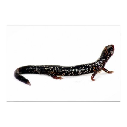 spotted salamander of North America print print
