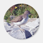 Spotted Sandpiper 1 Magnet