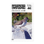 Spotted Sandpiper 1 Spotted Sandpiper 1
