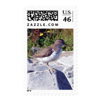 Spotted Sandpiper 1 postage