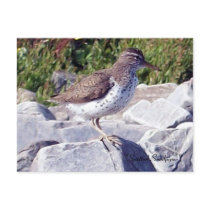 Spotted Sandpiper 1 Postcard