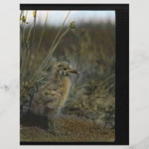 Spotted sandpiper full color flyer