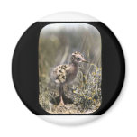 Spotted sandpiper fridge magnets