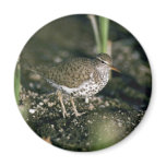Spotted sandpiper refrigerator magnets
