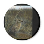 Spotted sandpiper refrigerator magnet