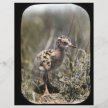 Spotted sandpiper personalized flyer