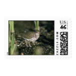 Spotted sandpiper Spotted sandpiper