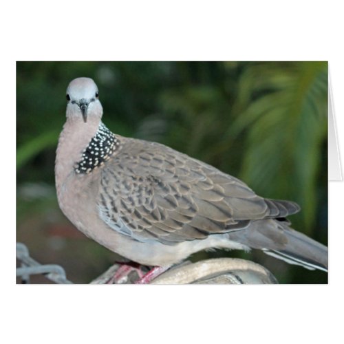 Spotted Turtle Dove Greeting Card