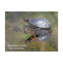 Spotted Turtle Postcard