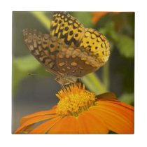 Spotted Yellow Butterfly tile