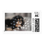 Spotty Cav? Postage Stamps