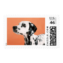 Spotty Dalmatian Cards, Gifts, Postage