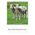 Spotty NZ Lambs posters by curiouskiwi Spotty NZ Lambs posters