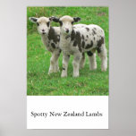 Spotty NZ Lambs Print