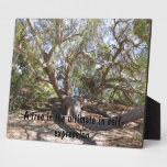 Sprawling Tree Near Santa Barbara on Coast plaques