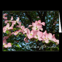 spray of pink dogwood "cornus florida" cards by alyciakeating spray of pink dogwood "cornus florida" cards