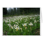Spray Park Avalanche Lillies