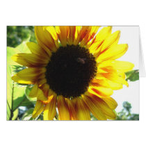 Spread a Little Sunshine!!