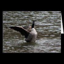 Spread Your Wings cards