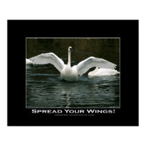 SPREAD YOUR WINGS Swan Photo Print