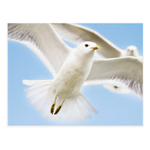 Spread your wings wild duck escape away postcard
