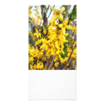 Sprig of Forsythia photo cards