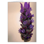 Sprig of Lavender Greeting Card