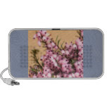 scotland, heather, communication, music,