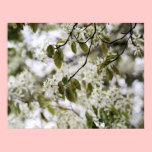 Spring Angels posters
