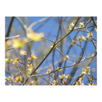 Spring - Apple Blossoms Poster / Print by kahmier Spring - Apple Blossoms Poster / Print