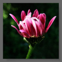 Spring arrival photo enlargement posters