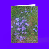 Spring Backyard Asters '09 cards by dlnewsom61 Spring Backyard Asters '09 cards