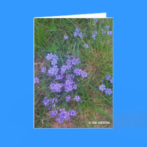 Spring Backyard Asters '09 cards