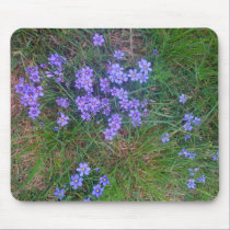 Spring Backyard Asters '09 mousepads