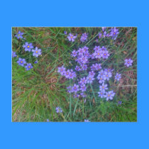 Spring Backyard Asters '09 postcards