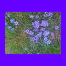 Spring Backyard Asters '09 postcards by dlnewsom61 Spring Backyard Asters '09 postcards