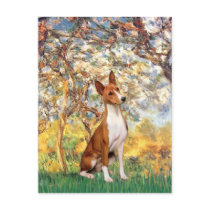Spring - Basenji Postcards