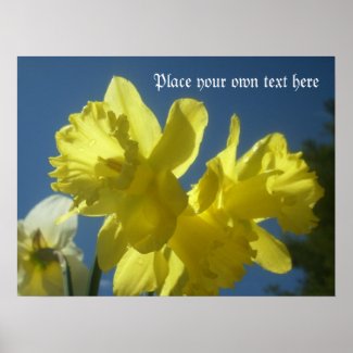 Spring beautiful daffodils print