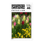 Spring Beauty Postage Stamp