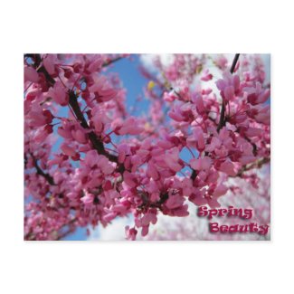 Spring Beauty postcard